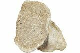 Fossil Primitive Whale (Pappocetus?) Patella - Morocco #238082-1